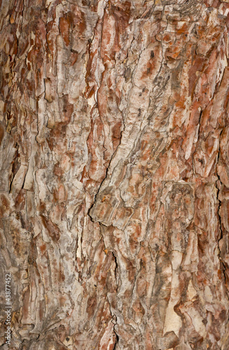 textured bark of pine tree, Phu Kradueng national park, Thailand