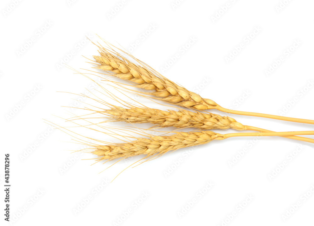 sheaf of dried ears of corn isolated on white sheaf of dried ears of corn isolated on white