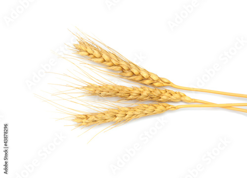 sheaf of dried ears of corn isolated on white