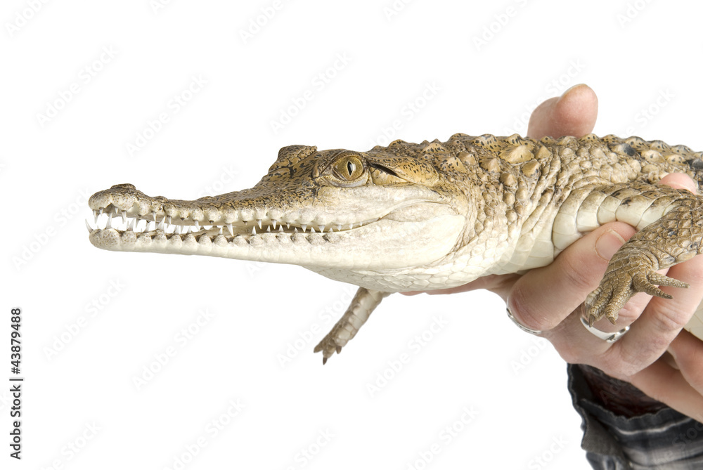 Obraz premium Holding a baby Fresh Water Crocodile on white background