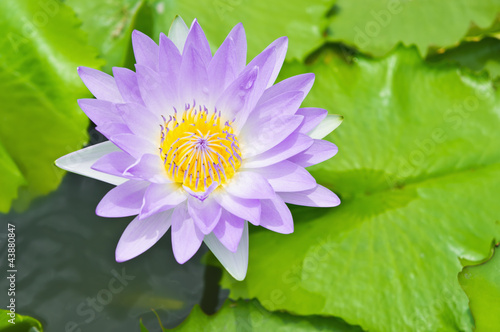 Purple lotus blossom or water lily flower