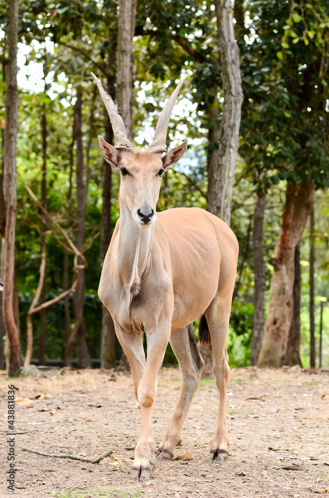 eland eland