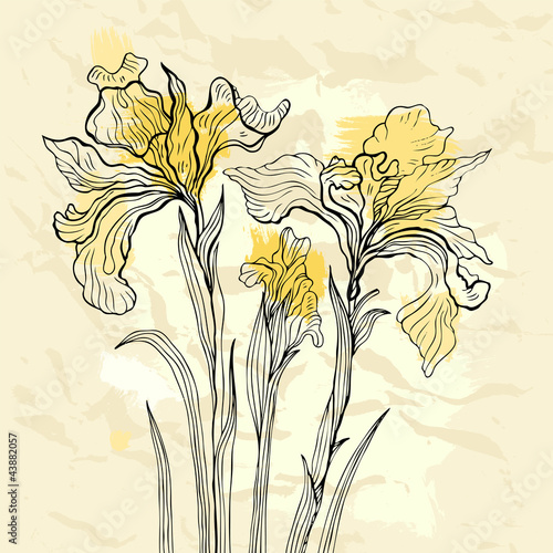Fototapeta Naklejka Na Ścianę i Meble -  Iris flower vector illustration.