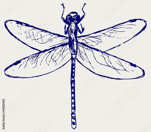 Dragonfly sketchy