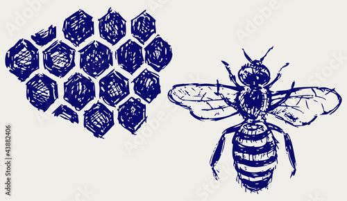 Working bee on honeycells