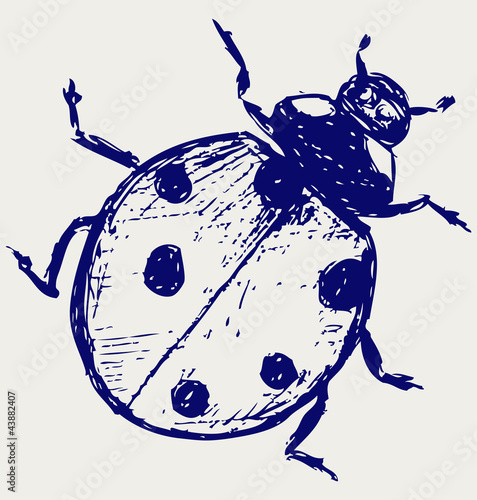 Ladybug. Vector sketch