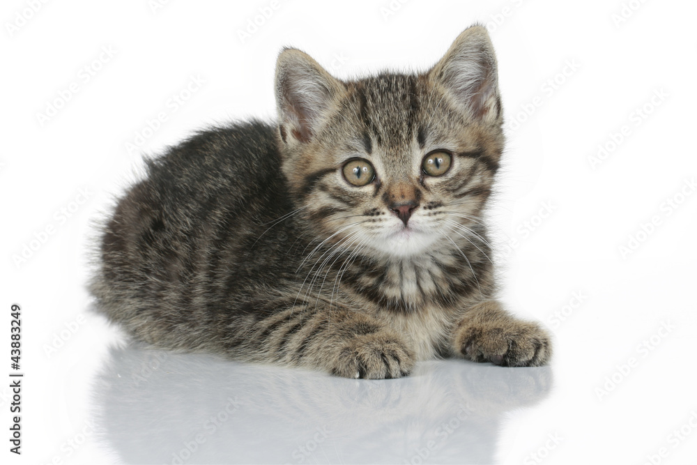 Obraz premium Hauskätzchen