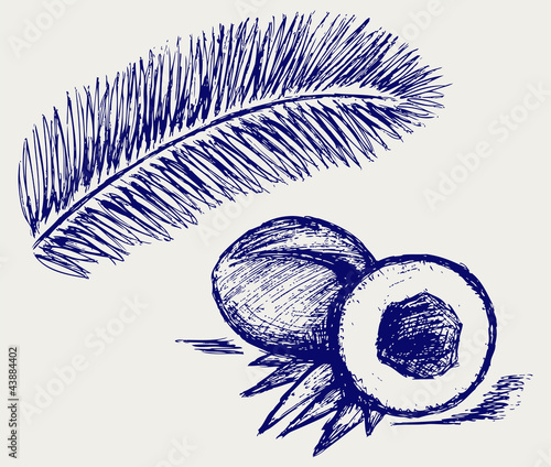 Coconut and palm tree