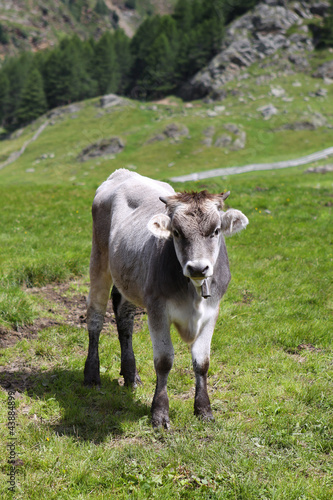 Wallpaper Mural Jungrinder auf Südtiroler Almen Torontodigital.ca