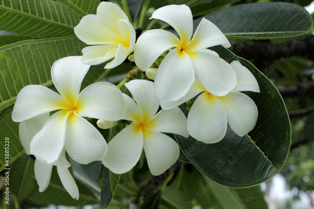 Fototapeta premium A Plumeria flowers