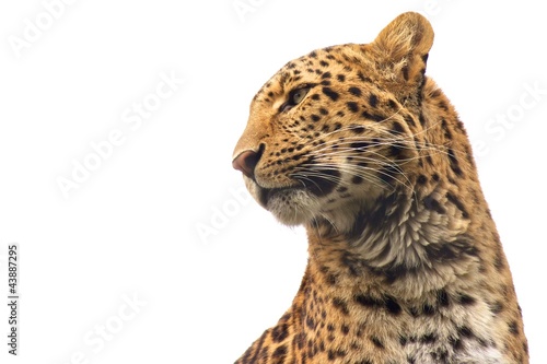 Isolated Chinese Leopard looking out for its prey