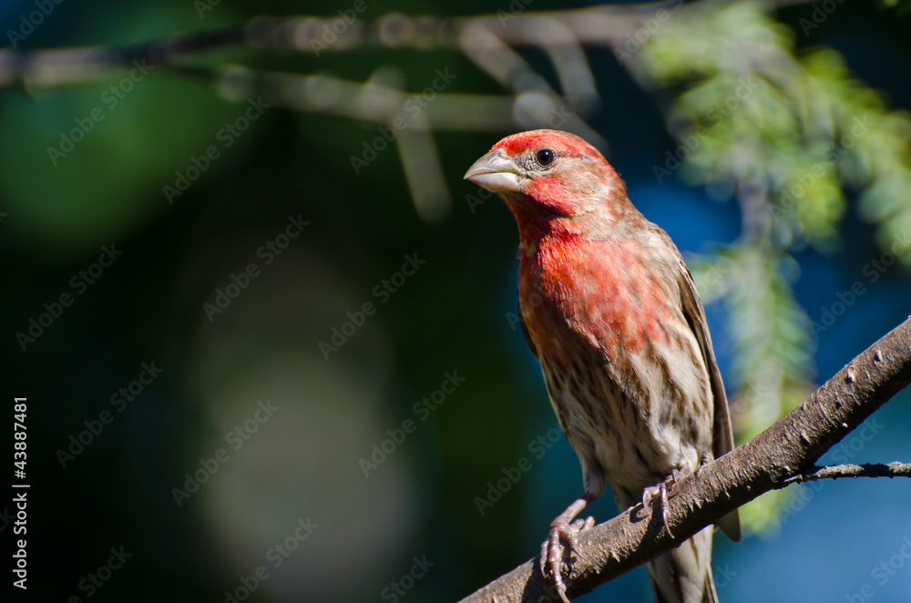 Male House Finch Perched in a Tree Male House Finch Perched in a Tree