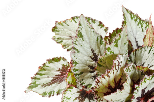 Fototapeta Naklejka Na Ścianę i Meble -  begonia in pot