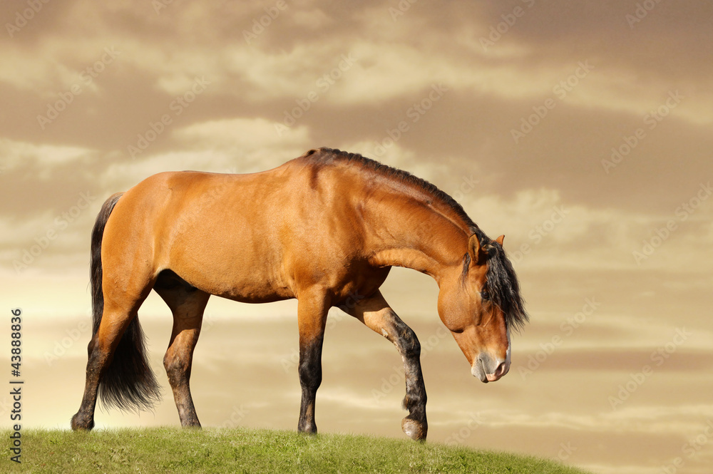 Obraz premium horse in field
