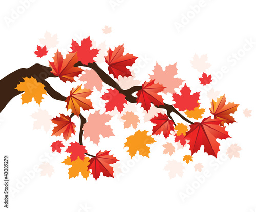 Maple tree