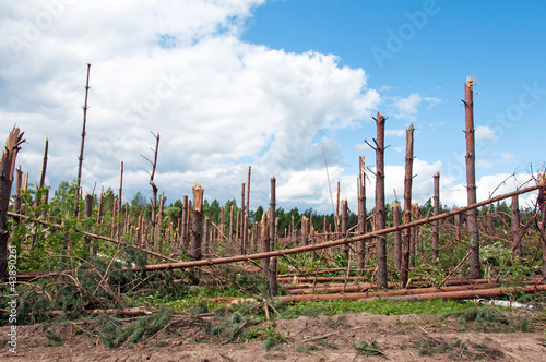 The broken trees after powerful hurricane