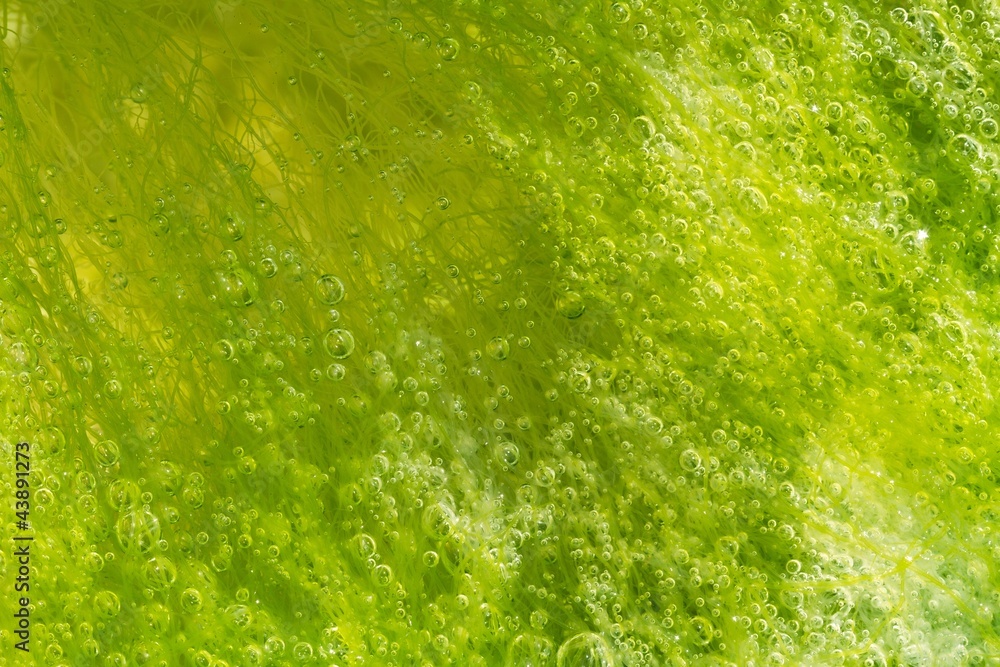 bubbles in seaweed
