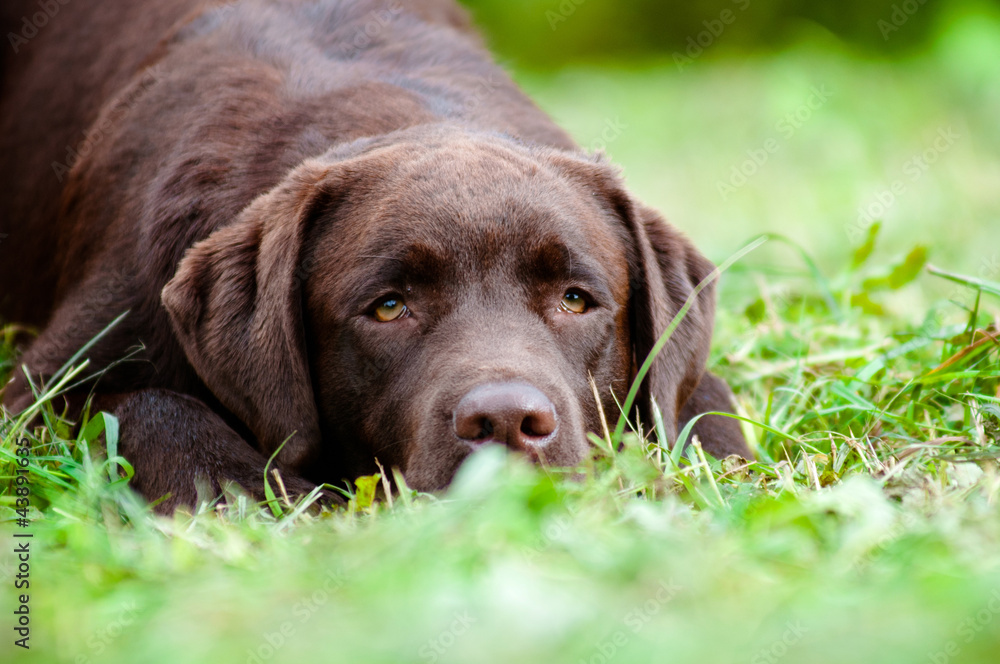 chocolate labrador retriever puppy hiding in grass chocolate labrador retriever puppy hiding in grass