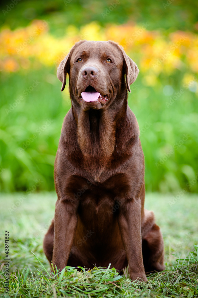 chocolate labrador retriever dog