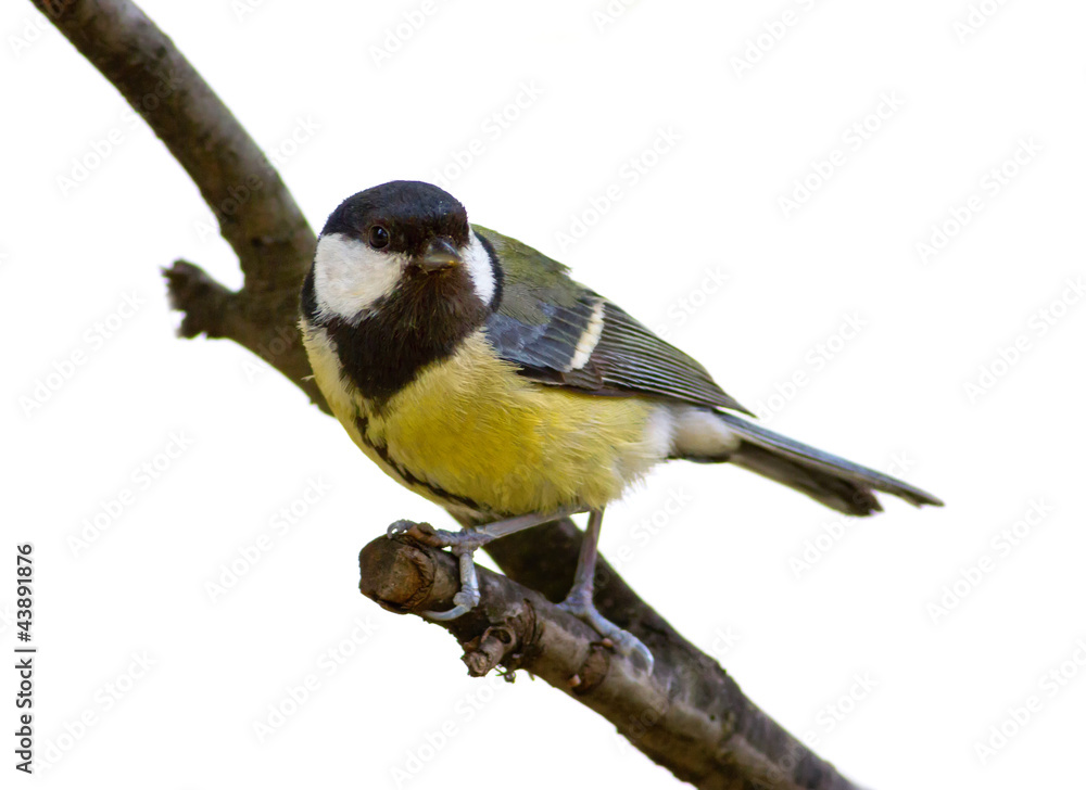 Naklejka premium Tit