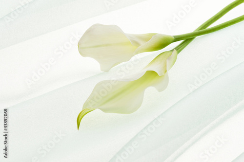 Fototapeta Naklejka Na Ścianę i Meble -  calla