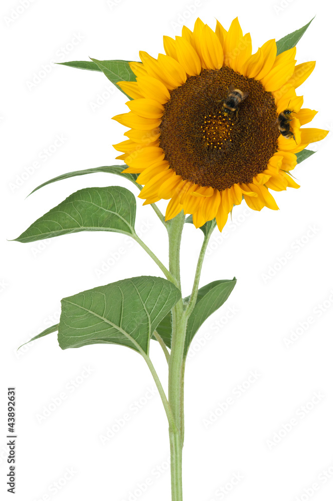 Fototapeta premium Sonnenblume