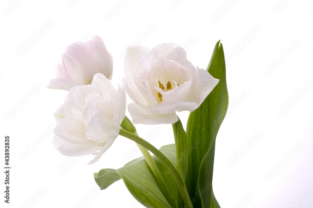 white tulips white tulips