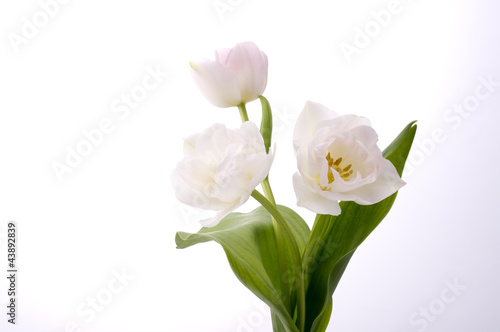 white tulips © kim