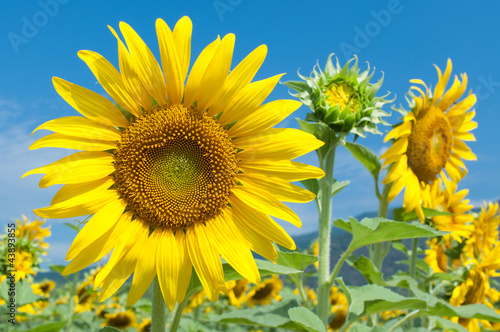 sunflowers in the field with blue sky