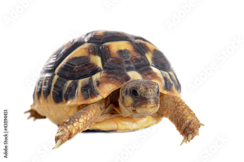 young Tortoise