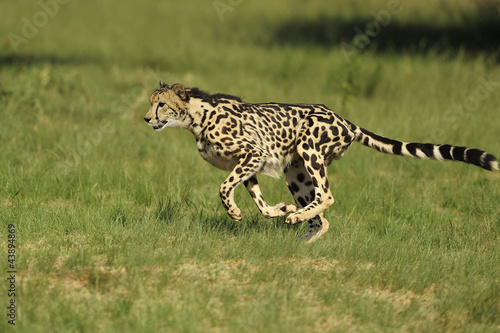 Gepard im Sprint