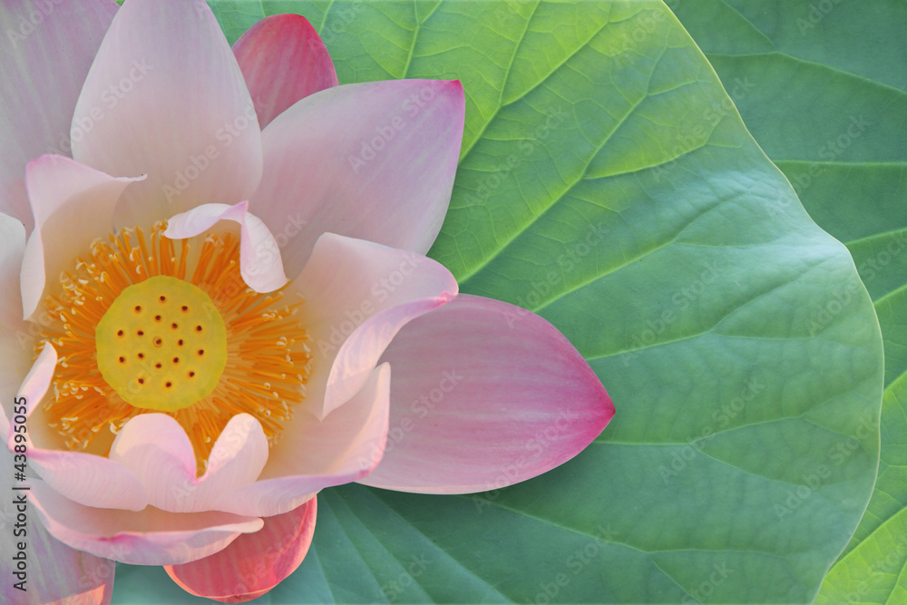 Lotus