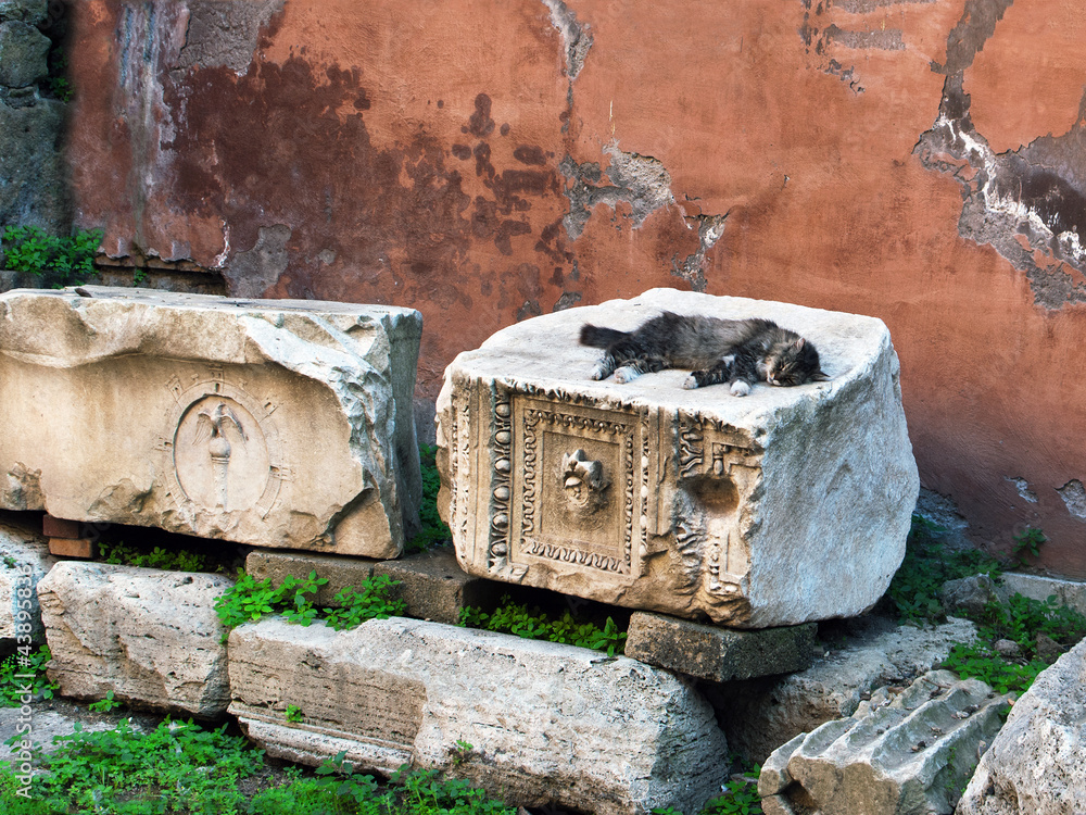 Fototapeta premium Stray cat having a nap over ancient ruins in Rome
