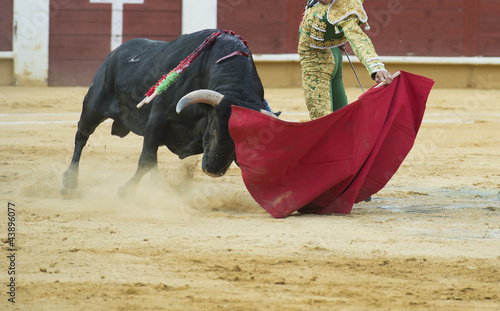 Torero citando al toro con estilo. photo