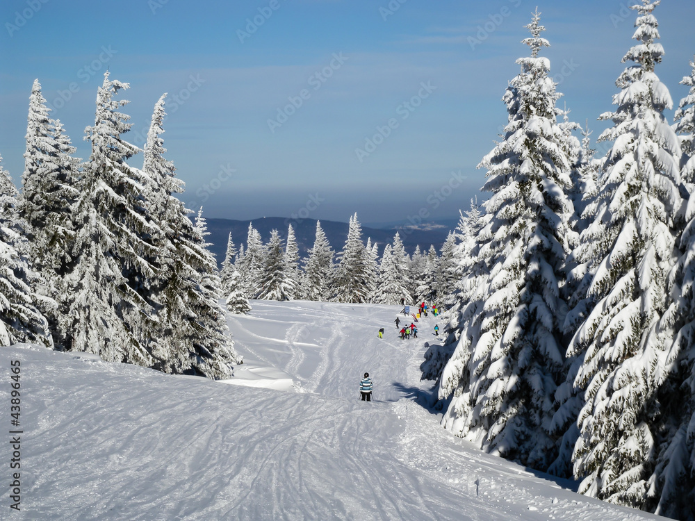 Frosty trees on the ski slope