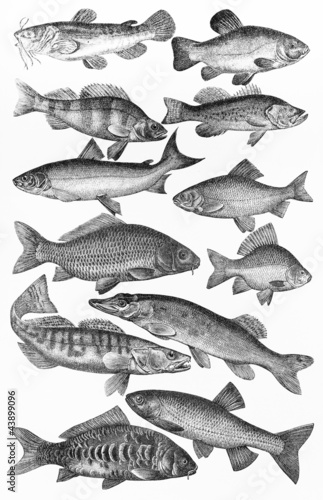 Vintage drawing of European fishes species