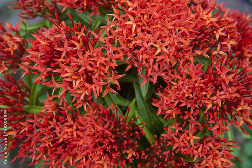 Ixora Ixora