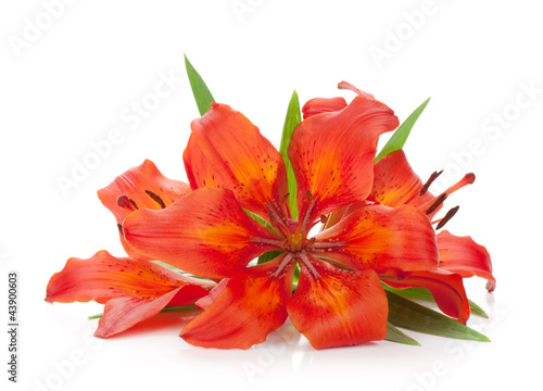 Fototapeta Naklejka Na Ścianę i Meble -  Three red lily