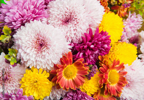 Fototapeta Naklejka Na Ścianę i Meble -  Colorful chrysanthemum and daisy flowers