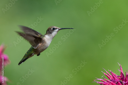 Ruby-throated hummingbird with purple flowers