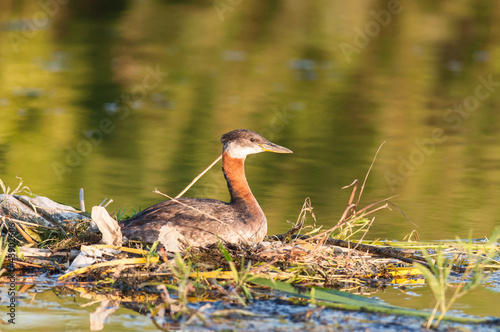 Wallpaper Mural Nesting Red-necked Grebe (Podiceps grisegena). Torontodigital.ca