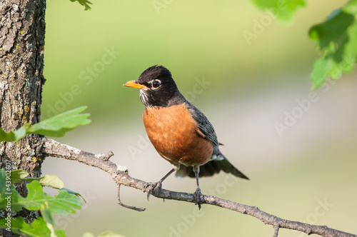 Robin Perched on a Branch © brianguest