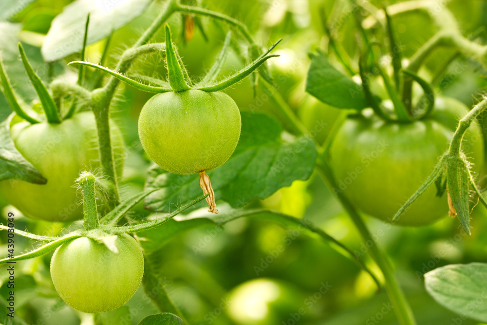 branch of green tomatoes