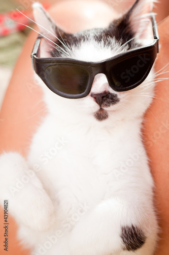 Young cat with a sunglasses  © andreshka