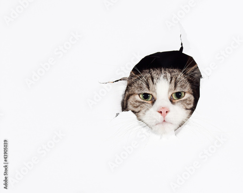 Photography Funny cat putting his head into a paper teared hole