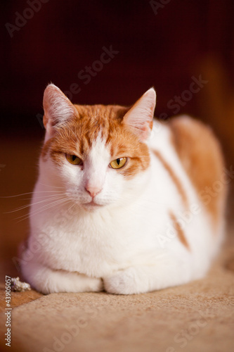 Young ginger cat in relaxed position 