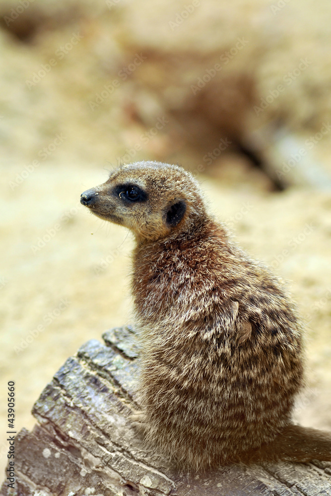 Fototapeta premium suricate
