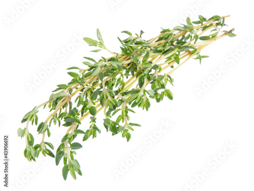 Thyme isolated on white