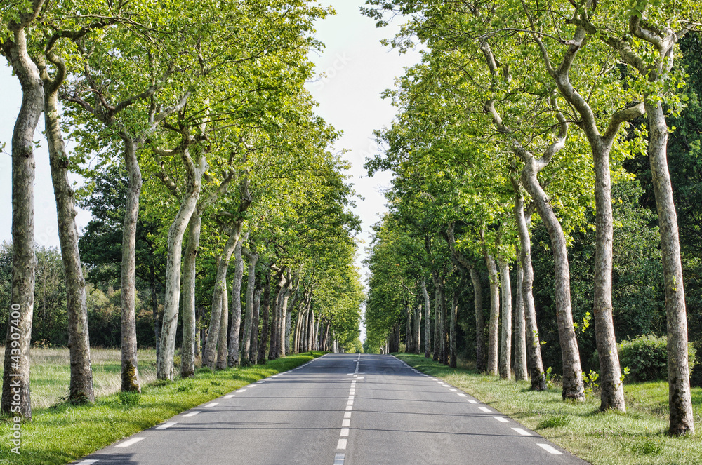 road with fresh green trees on side road with fresh green trees on side