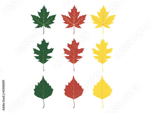 The leafs of maple, oak and birch during different seasons